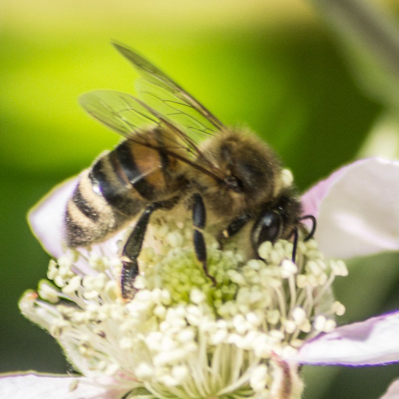 macro-13.jpg