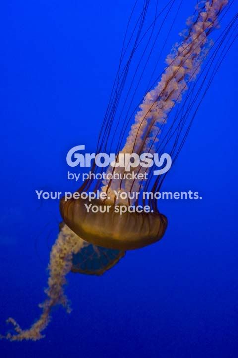 jelly1.jpg