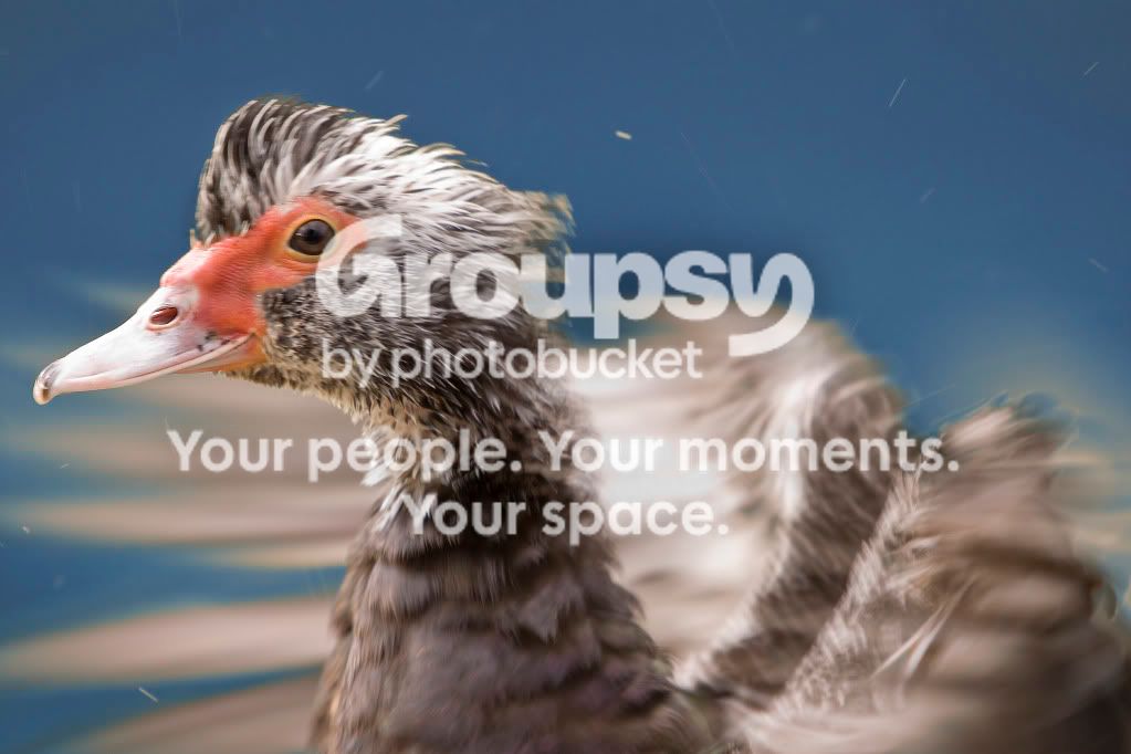 flappingduck.jpg