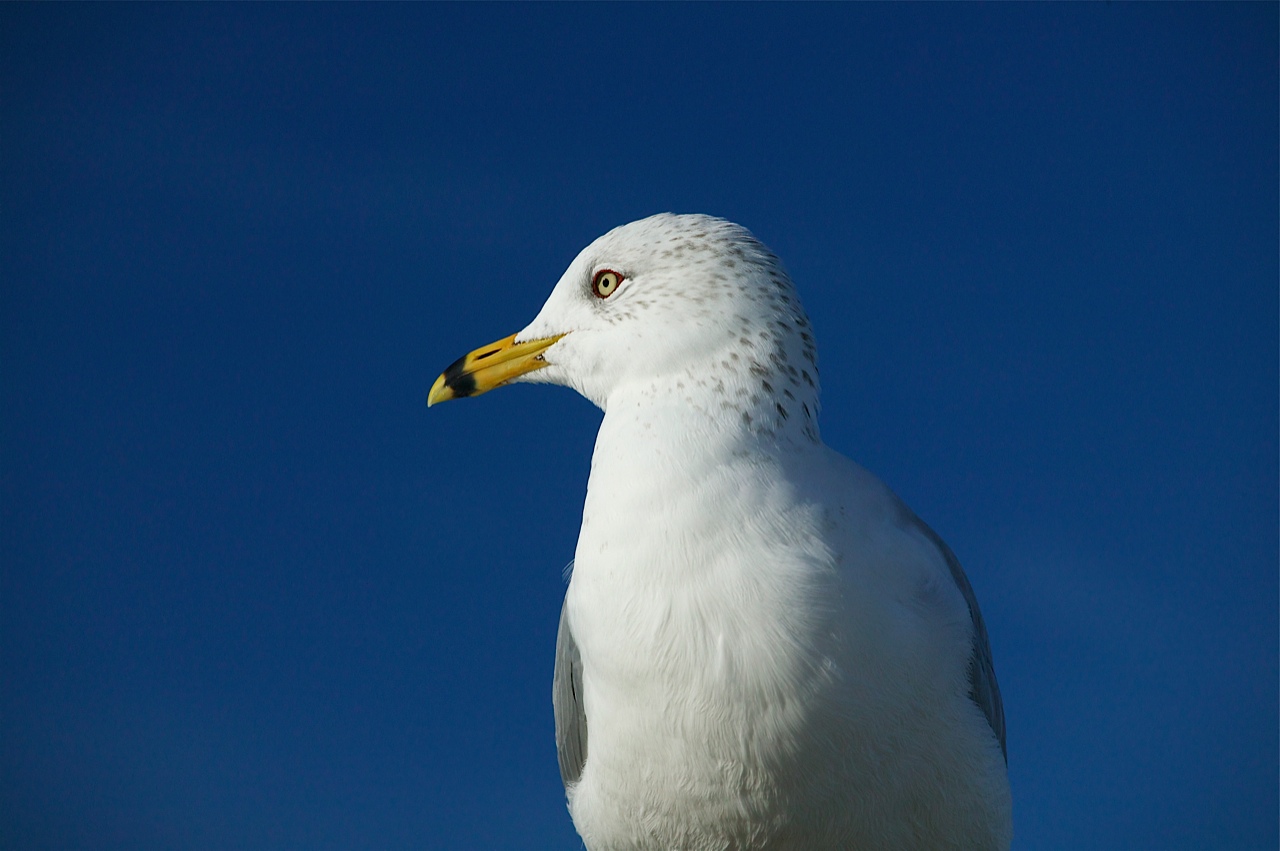 gull1.jpg