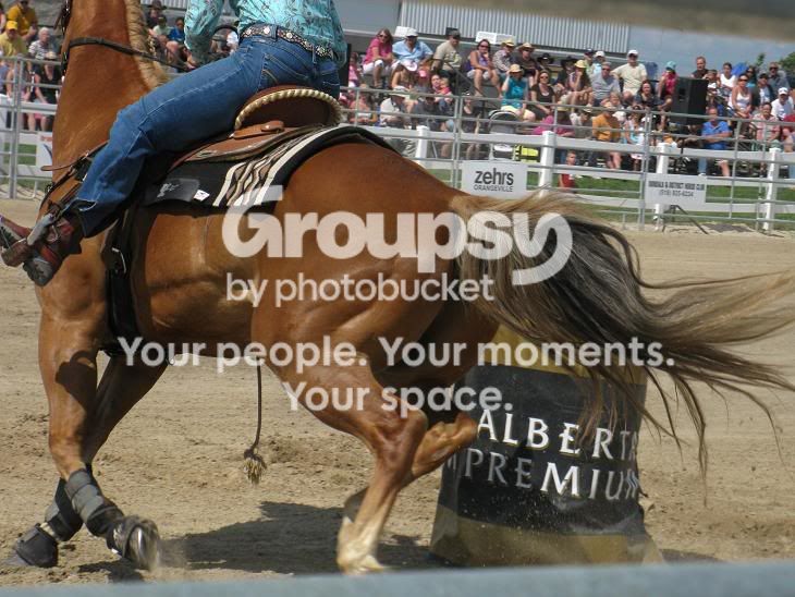 barrelhorseweb.jpg
