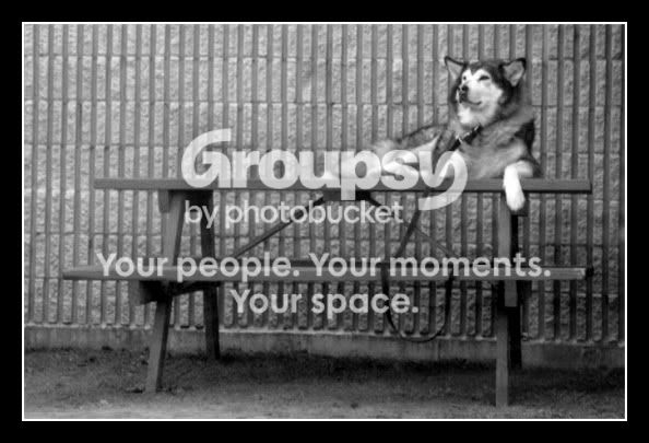 husky_on_table_bw.jpg