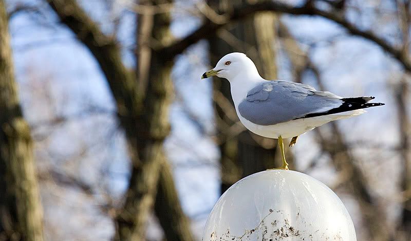 Gull.jpg