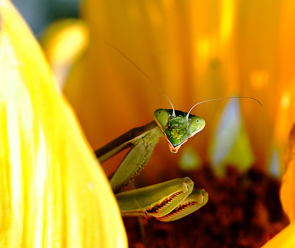 IMG_0226-X3.jpg