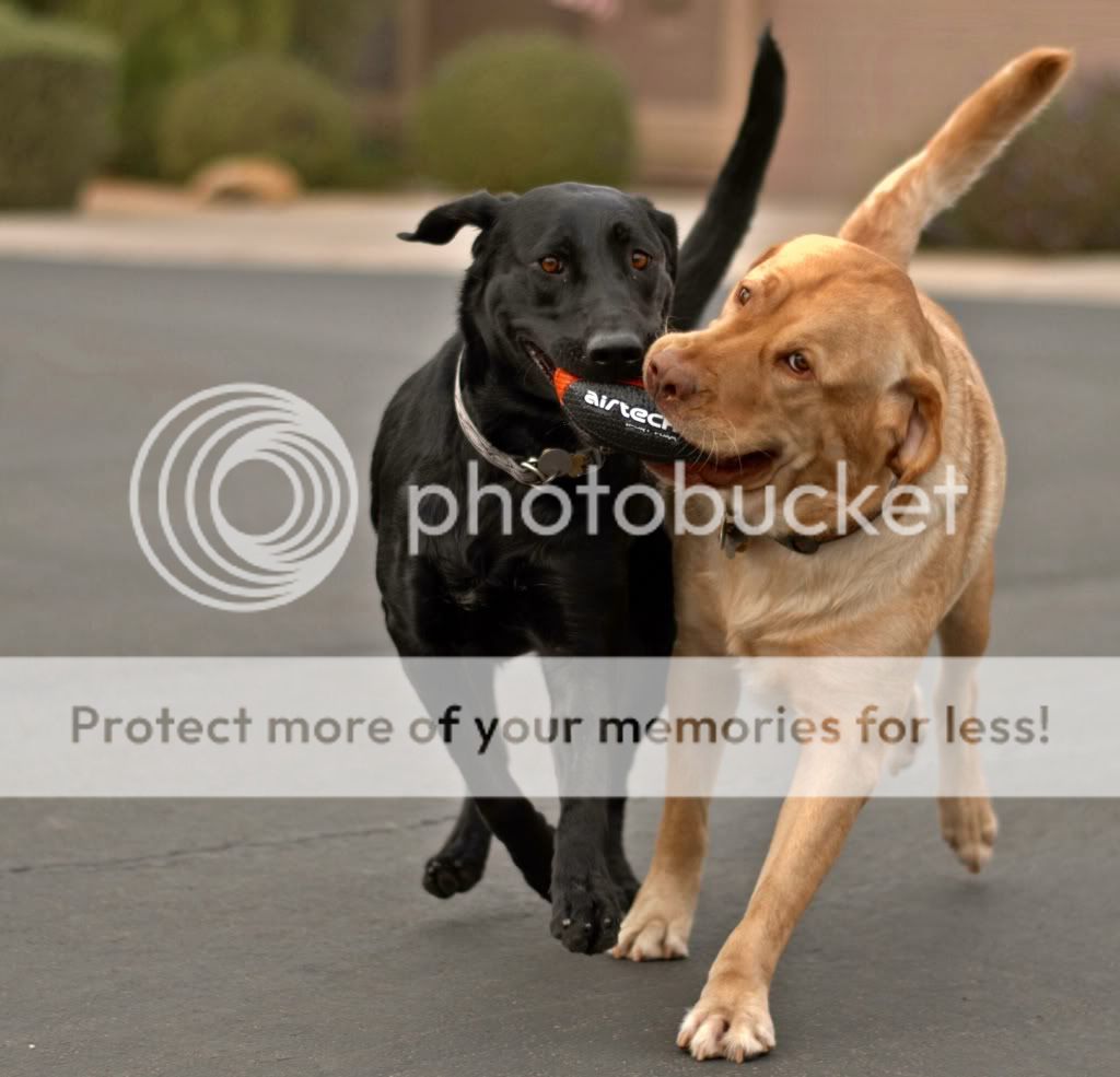 dogs.jpg