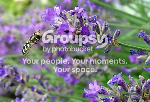 fly_007.jpg