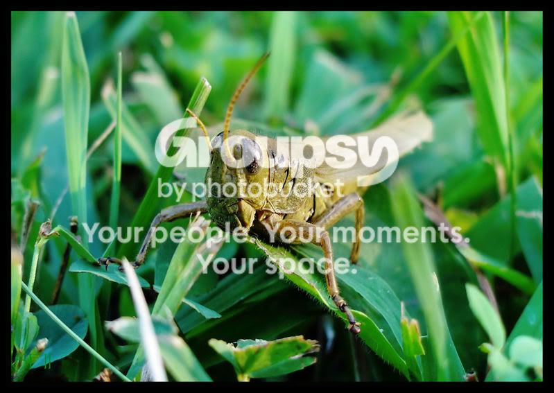 locustongrass.jpg