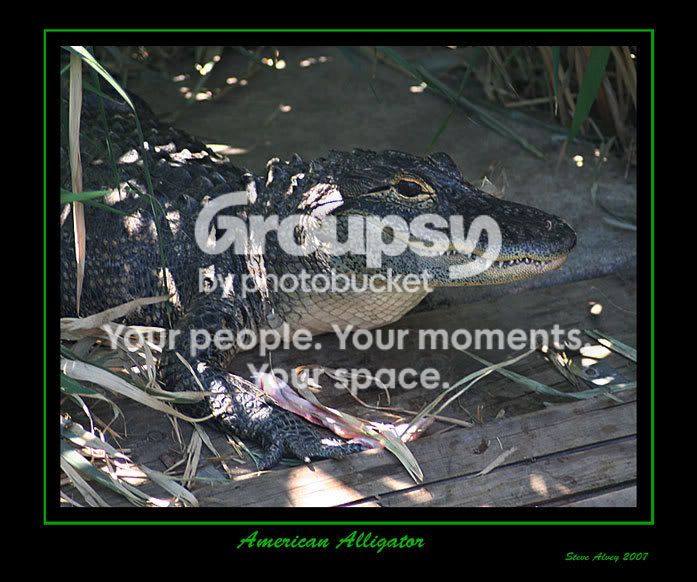 Alligator-American-4165.jpg