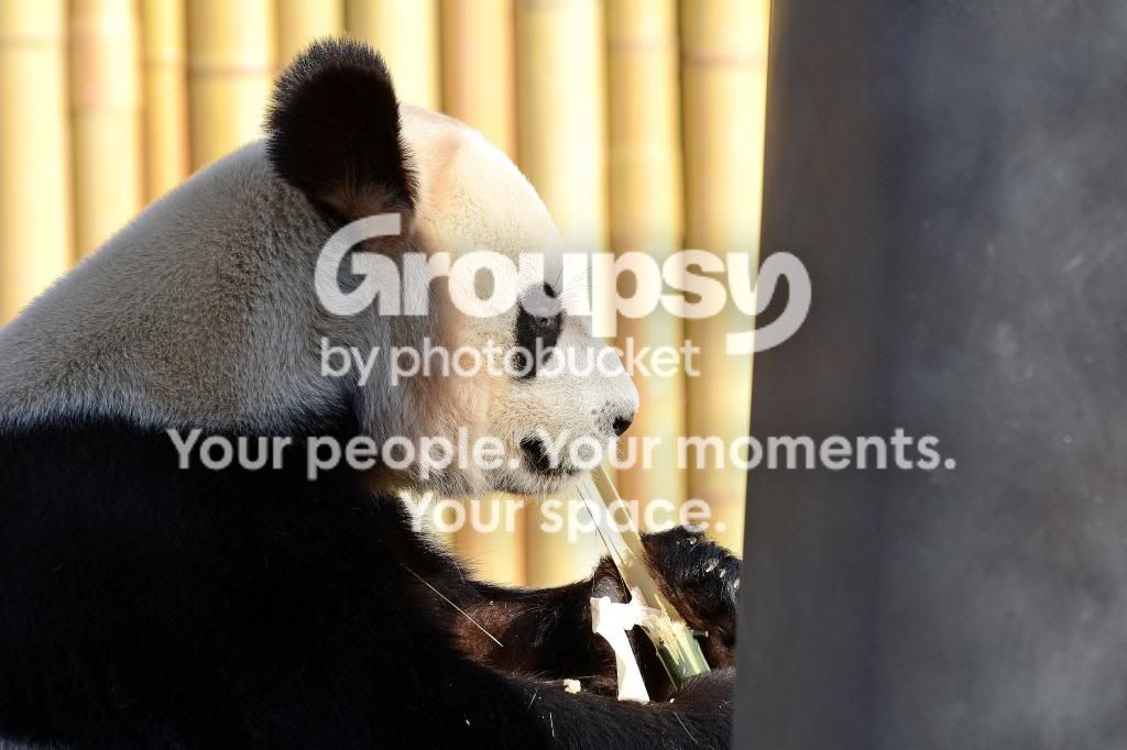 AE1_9657_zps4e3a9cb3.jpg