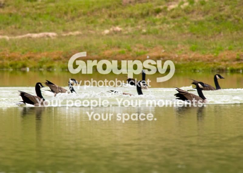 Geese-Landing-16.jpg