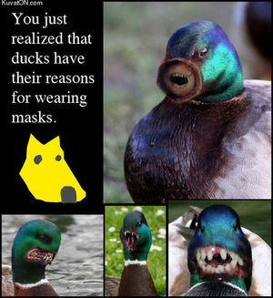 why-ducks-wear-dog-masks.jpg