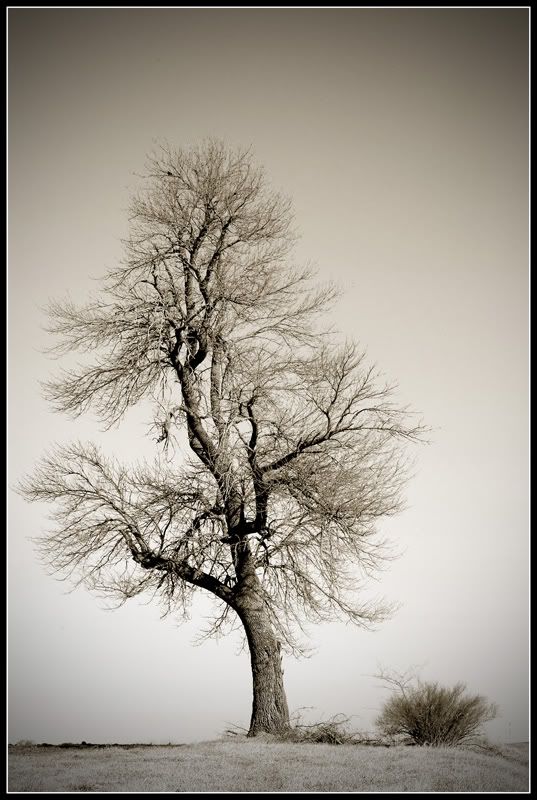 lonelytreesepiavignette.jpg