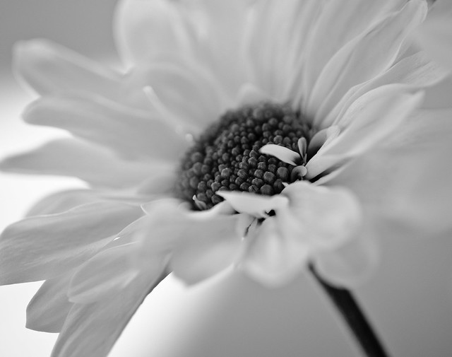 7292011708_8eda17dc54_z.jpg
