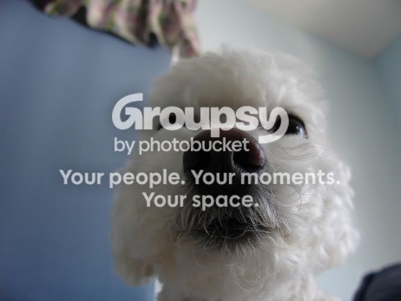 puppyface.jpg