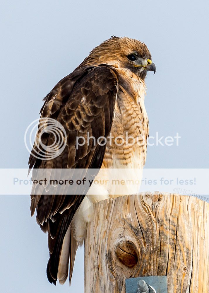 redtail1_zpsdbeb27ed.jpg~original
