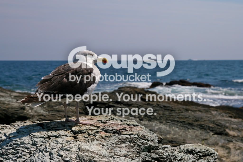 Seagull-2.jpg