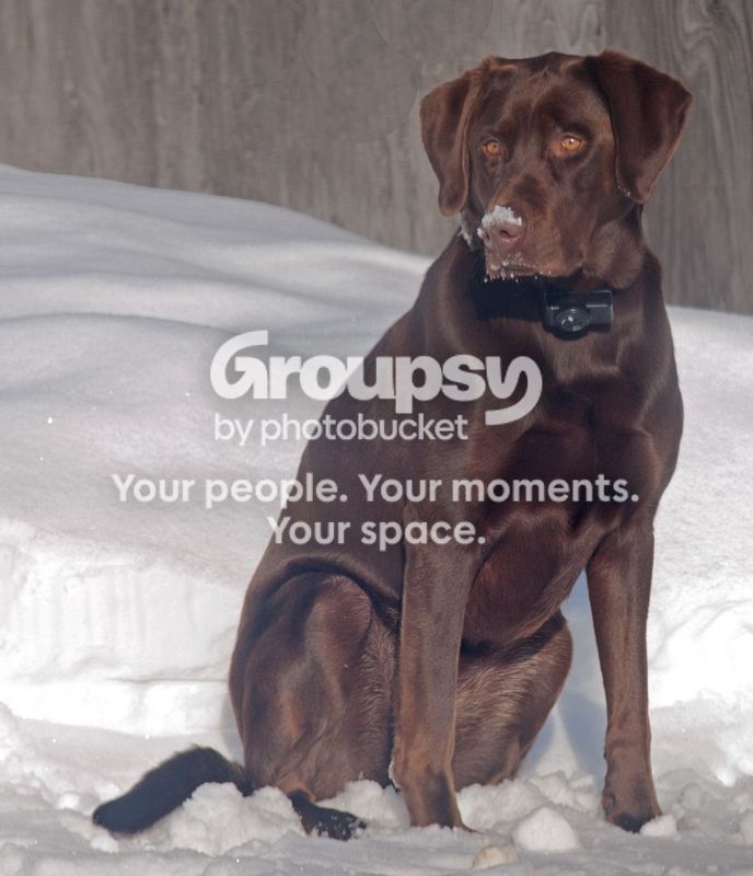 Rubysittinginsnow_zpse2c8bbfb.jpg