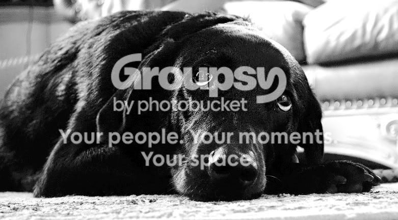 tpfhelpdog1g.jpg