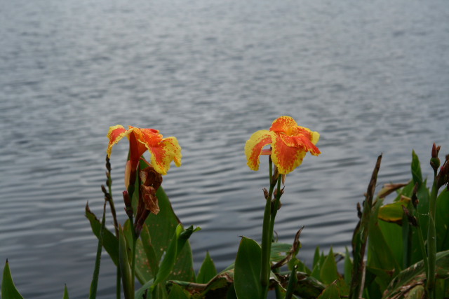 DPP_0025.JPG