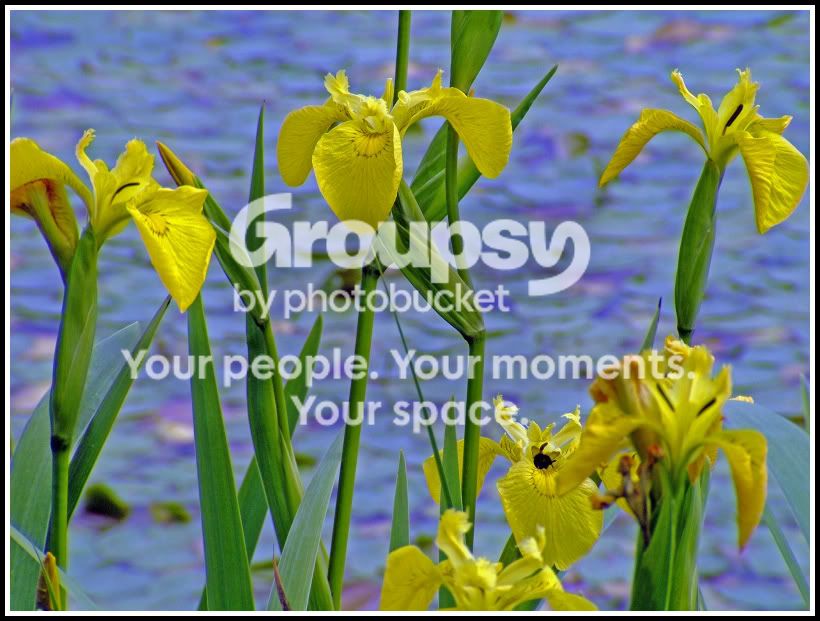 Flowersatthewater.jpg