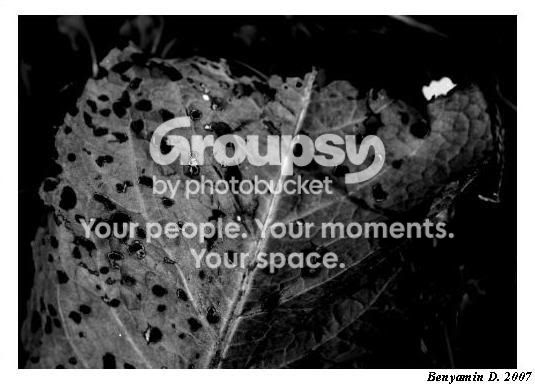 Leafwithholes-4juni2007.jpg