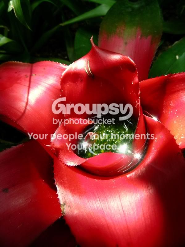 plant2.jpg