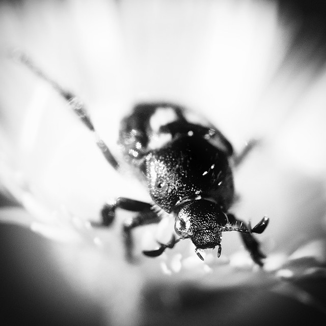 5647114074_7a7e1075d3_z.jpg