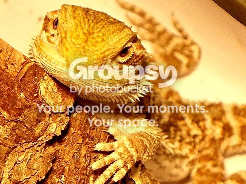 beardie1.jpg
