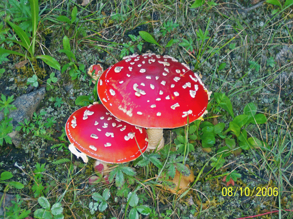 mushroom-test.gif