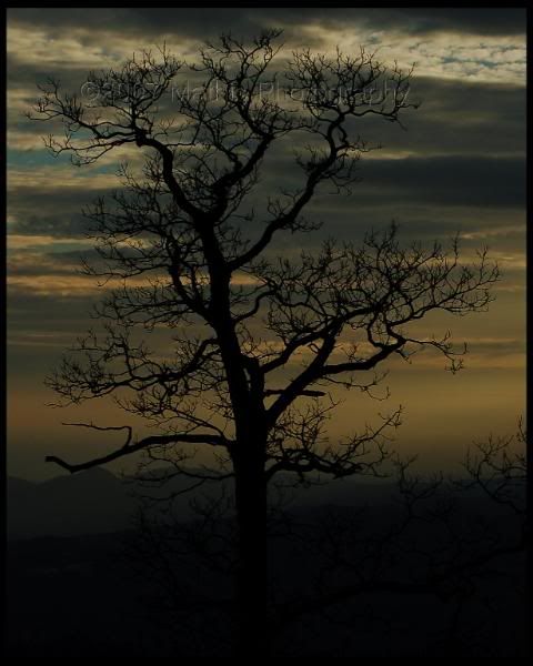 DSC_0071.jpg