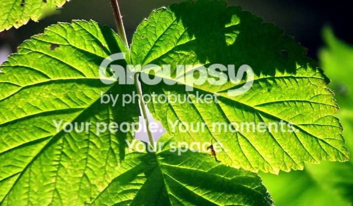 raspberryleaf.jpg