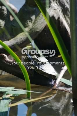 turtle.jpg