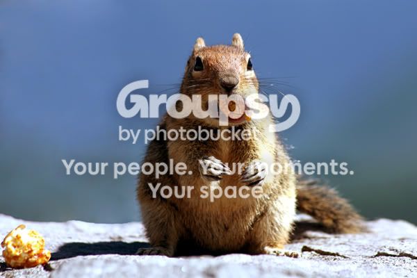 526_squirrel.jpg