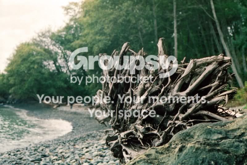 roots.jpg