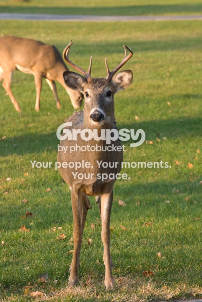 Deer2.jpg