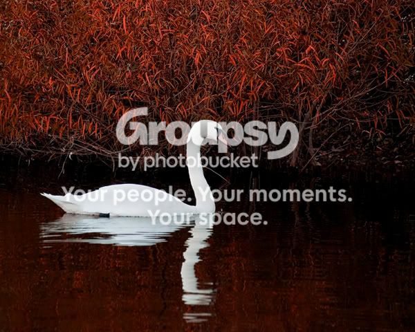 WEB-Red-Swan.jpg