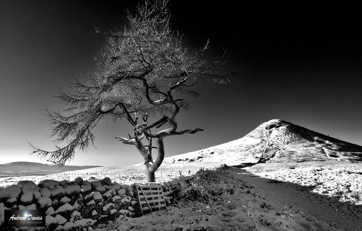 roseberry bw.jpg