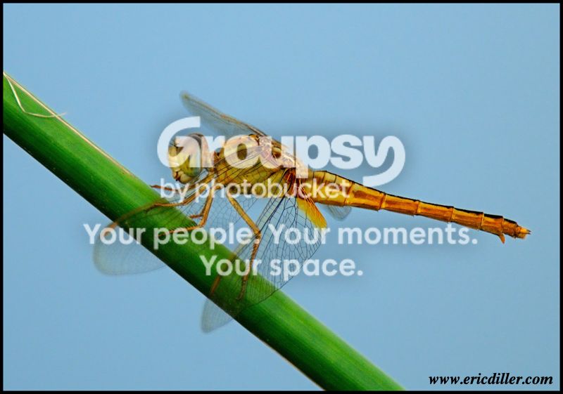 PIC_7869copy.jpg