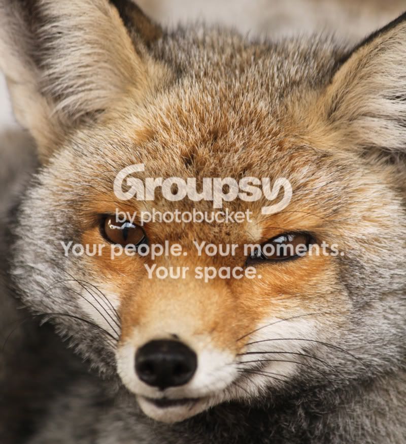 Fox.jpg