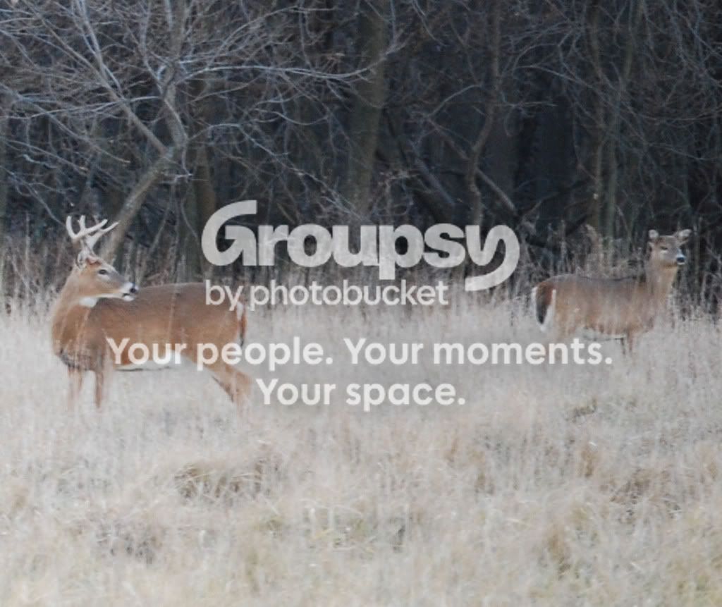 Deer3.jpg
