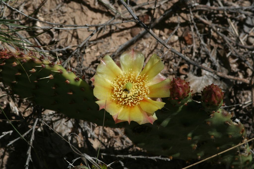 OpuntiaPhaeacantha.jpg