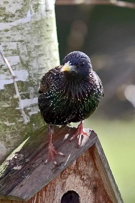 Rooftopstarling.jpg