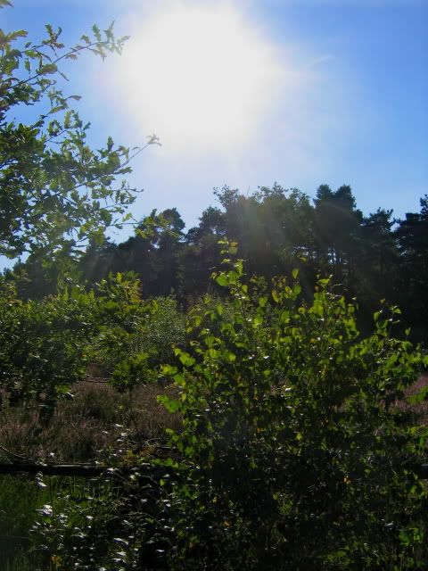 Intothelight2.jpg