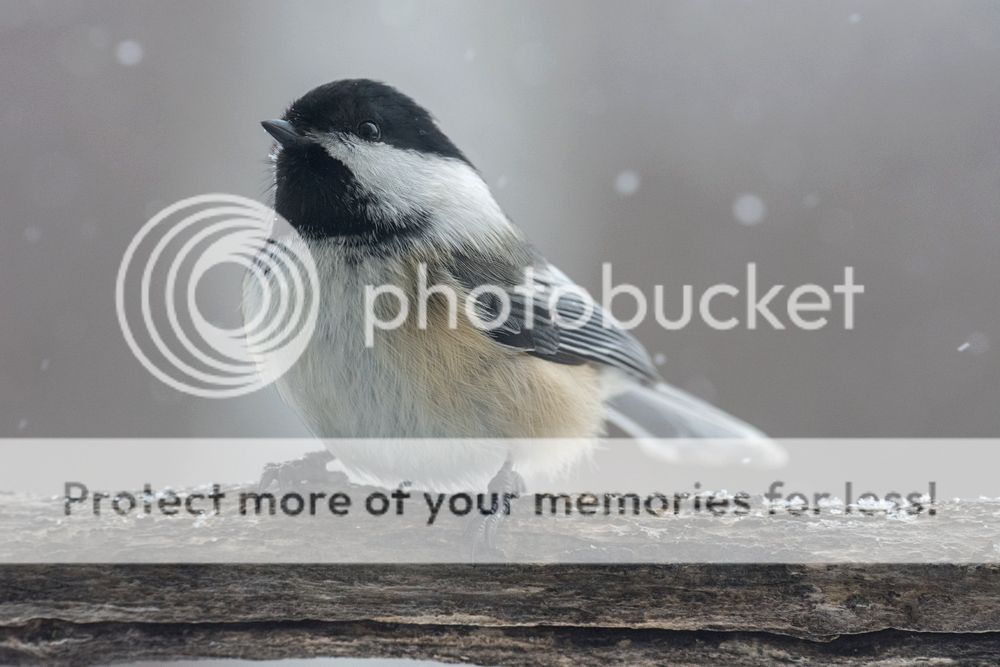 D7200%20chickadee_zpsxw2uowne.jpg