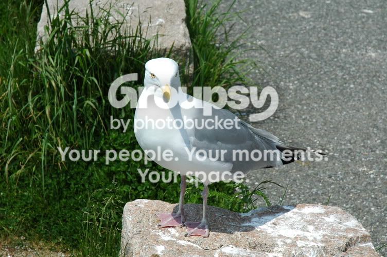 DSC_0064.jpg
