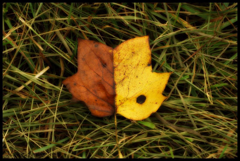 leaf1900.jpg
