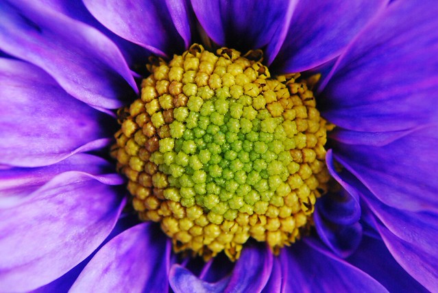 5742430415_ea78ef55eb_z.jpg