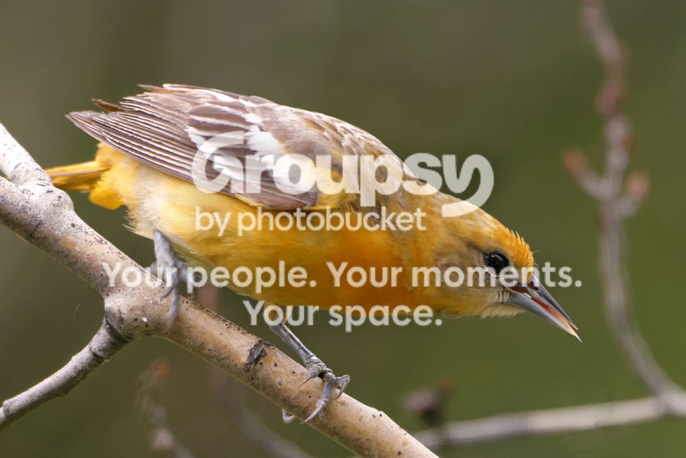Femaleoriole_zps7bf1a442.jpg