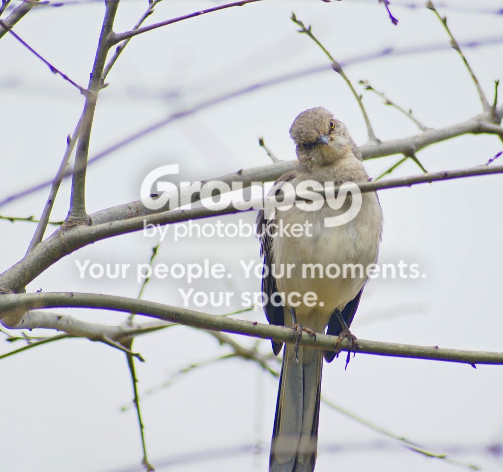 birdsandbees040.jpg