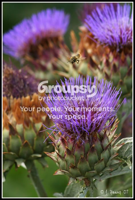 Thistle-Bee.jpg